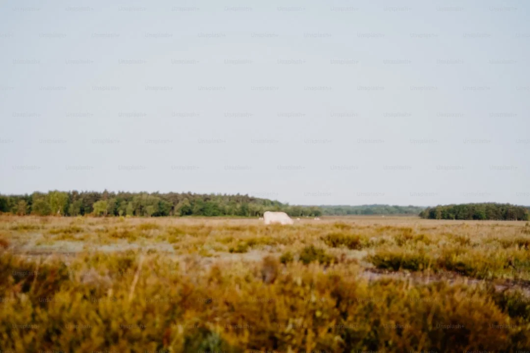 Ichumbi Gorilla Lodge photo 2