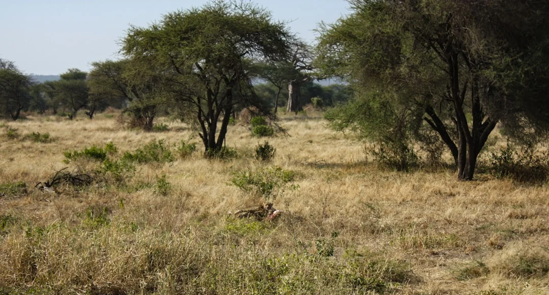 Karibu Woodlands Camp photo 4