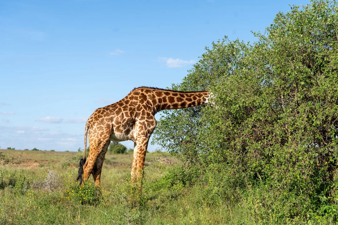Mweya Safari Lodge photo 4