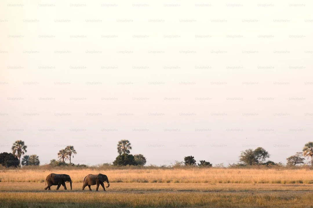 Paraa Safari Lodge photo 5