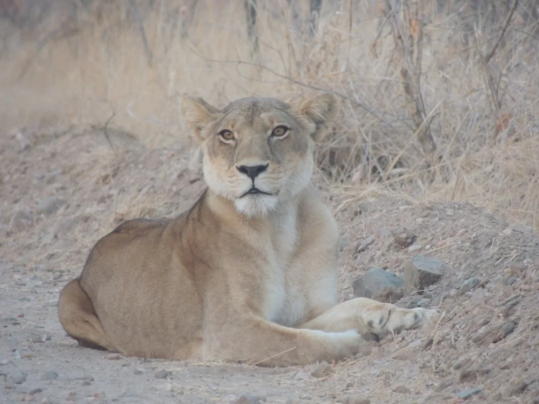 Select Ndutu Safari Lodge photo 3