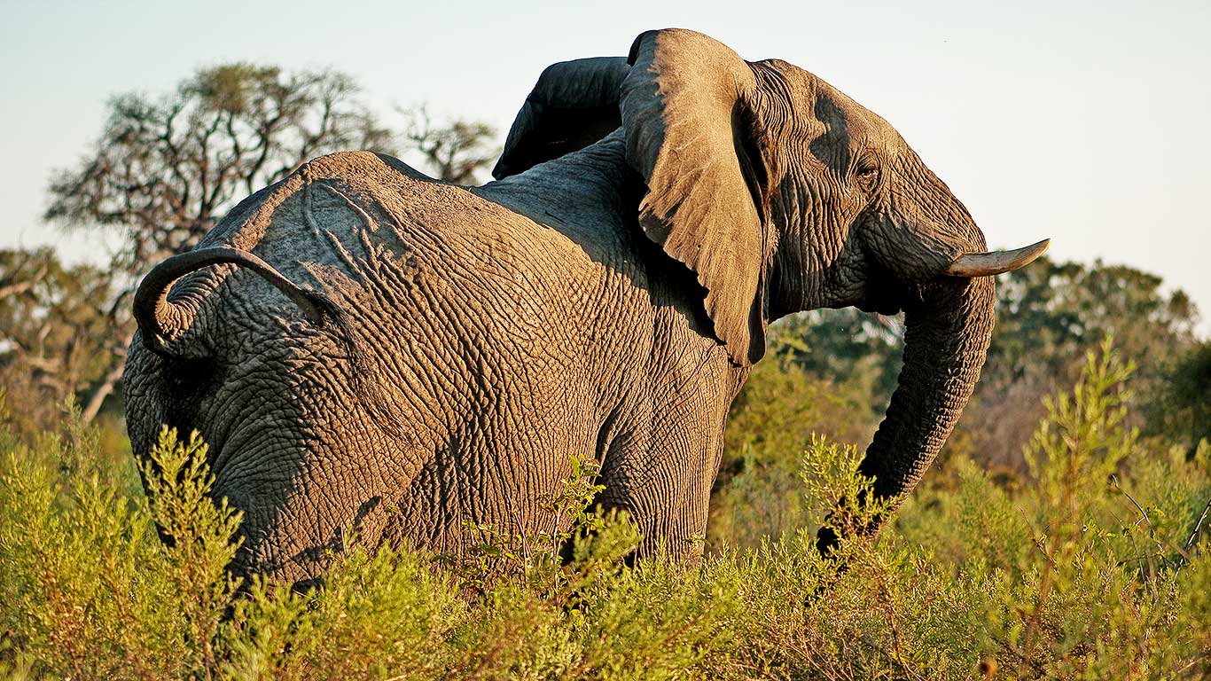 Tarangire Treetops Lodge