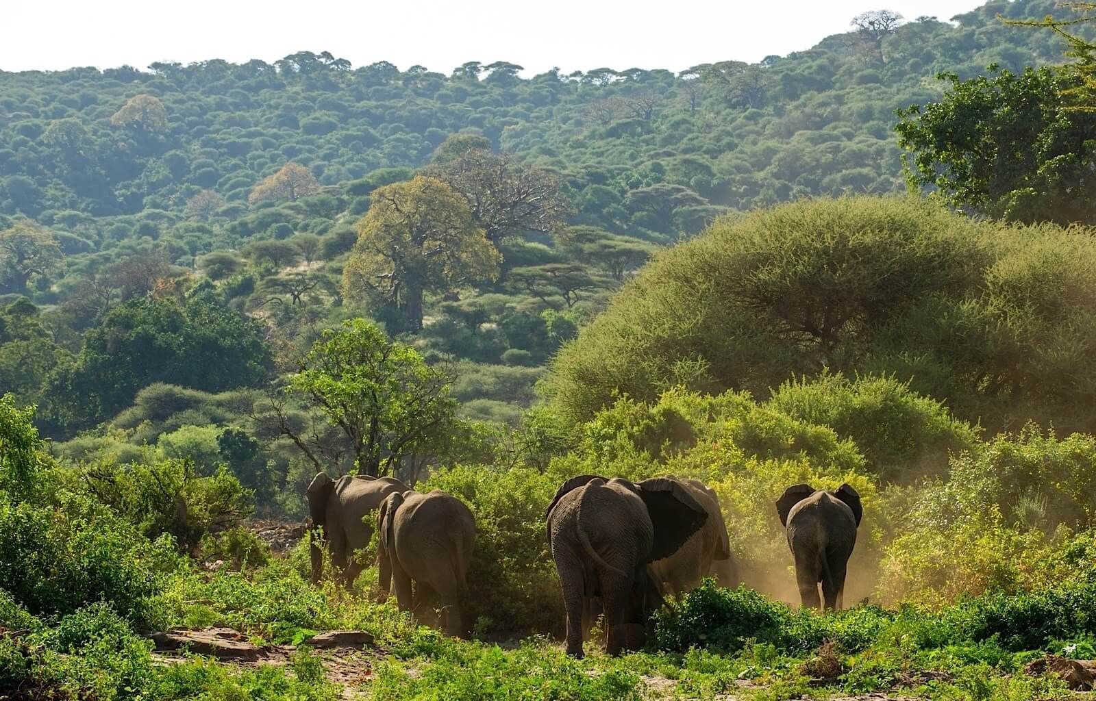 Lake Manyara Serena Safari Lodge