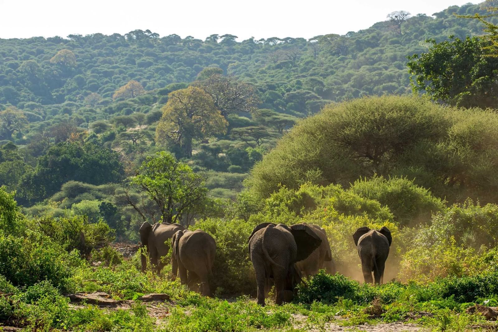 Manyara Serena Lodge photo 8