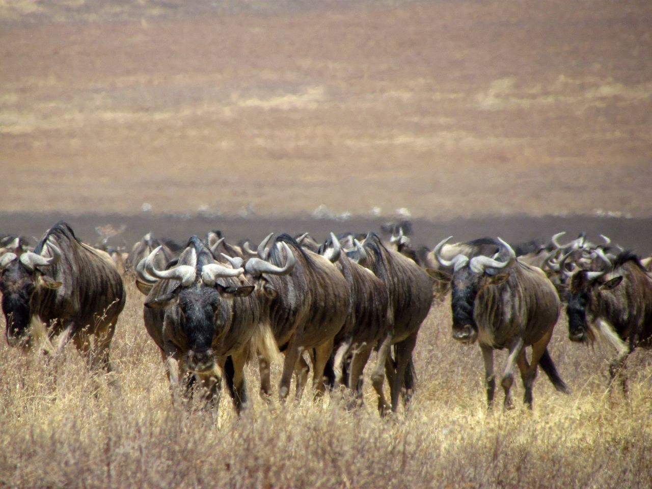Ngorongoro Serena Safari Lodge photo 7
