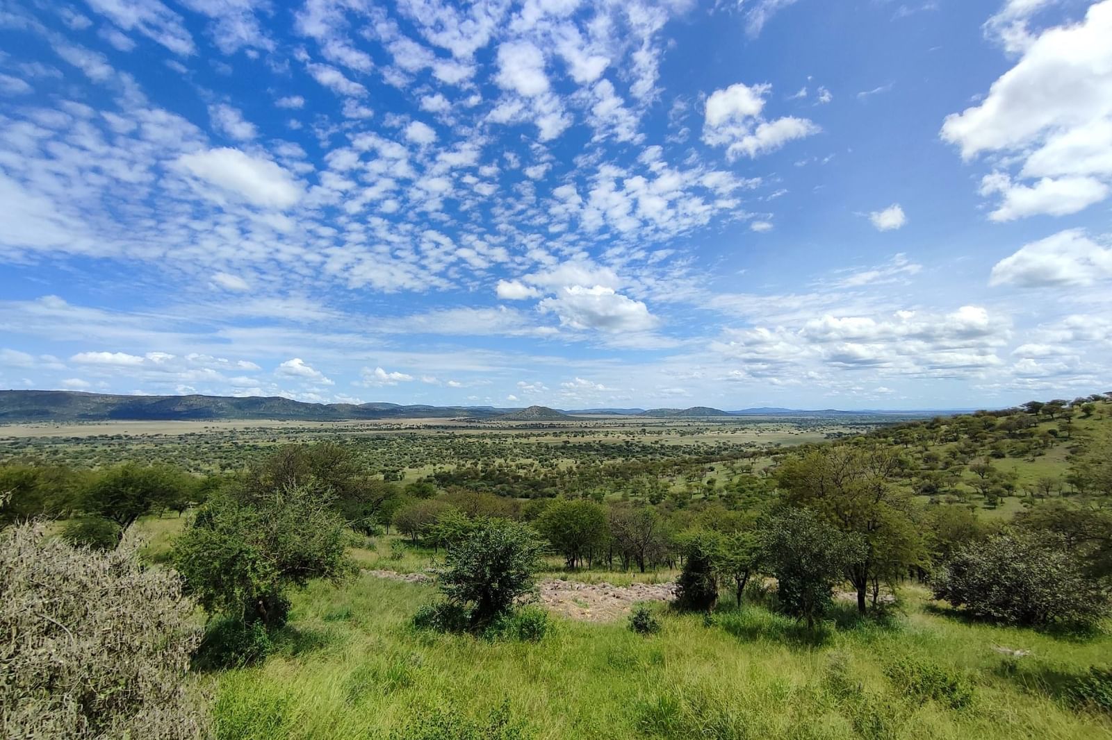Serengeti Serena Lodge photo 6