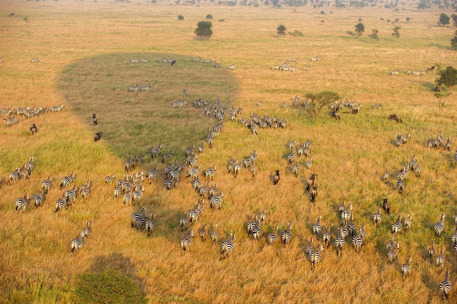 Serengeti Serena Lodge photo 7