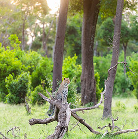 Governors' Camp photo 2