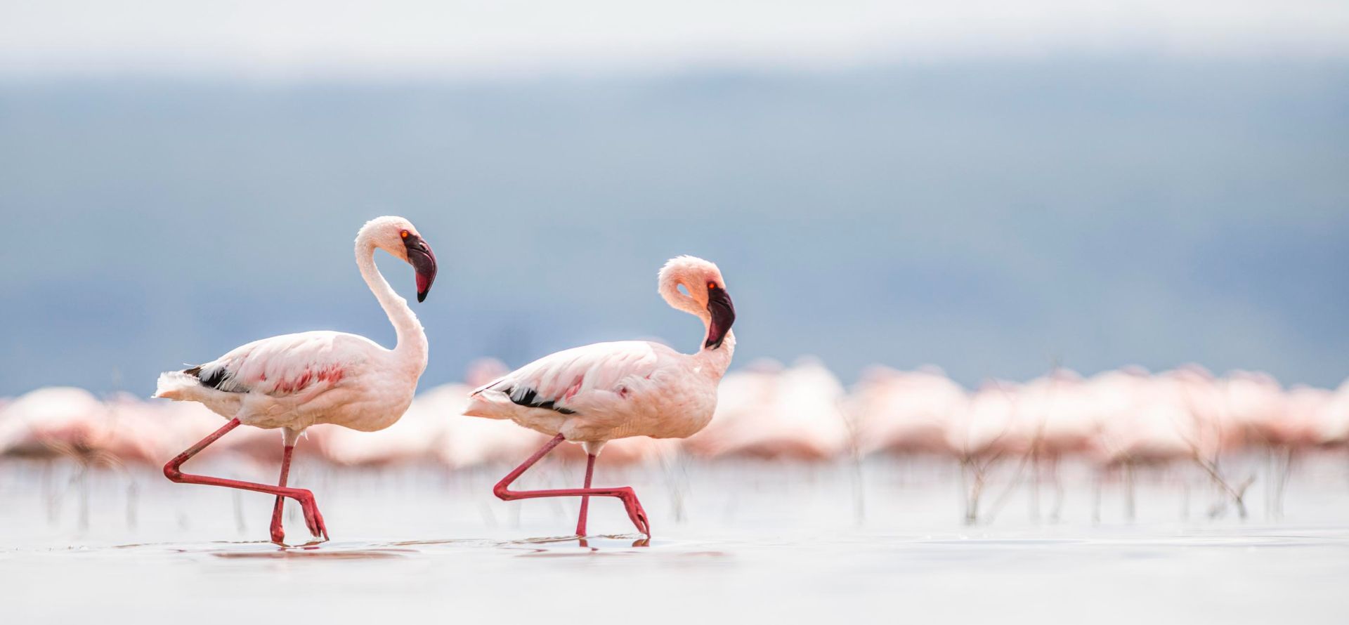 Governors' Camp photo 6