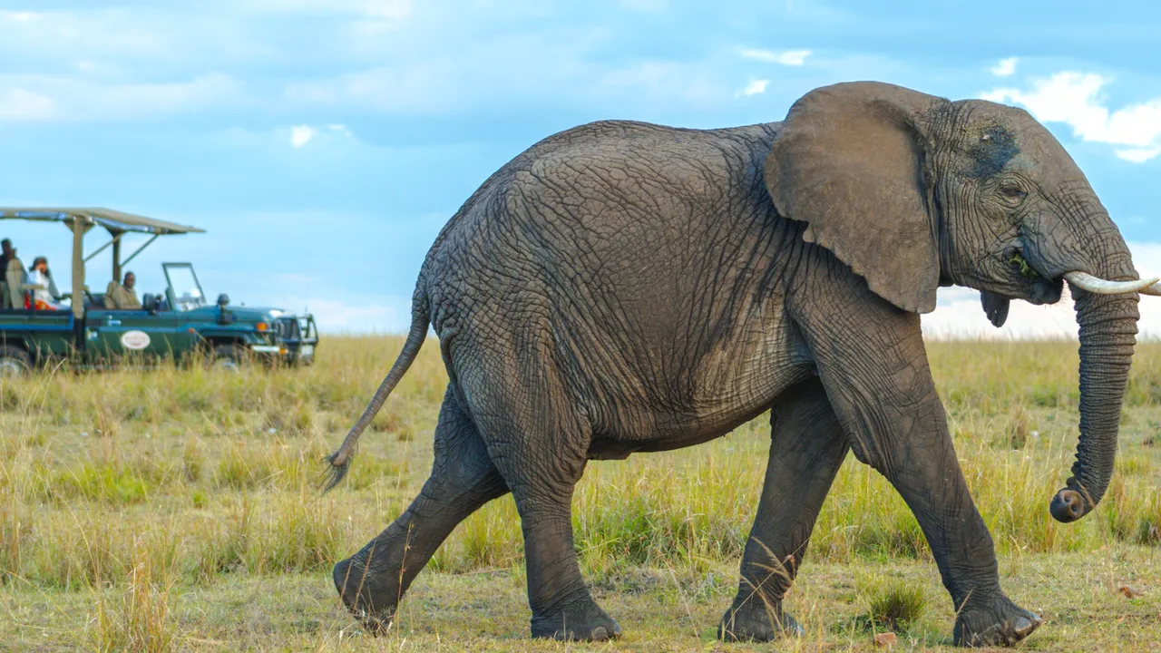Mara Intrepids Tented Camp photo 5
