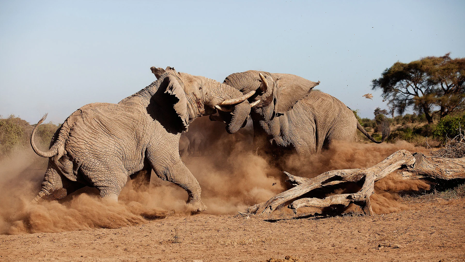 Tortilis Camp Amboseli photo 4