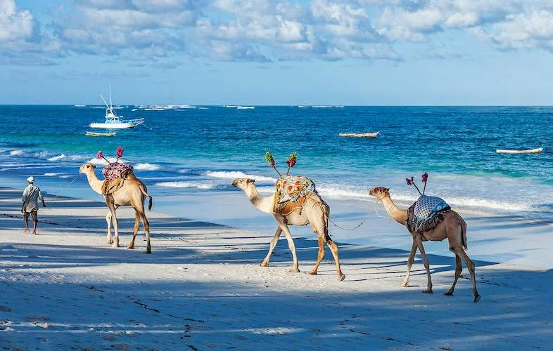 AfroChic Diani photo 6
