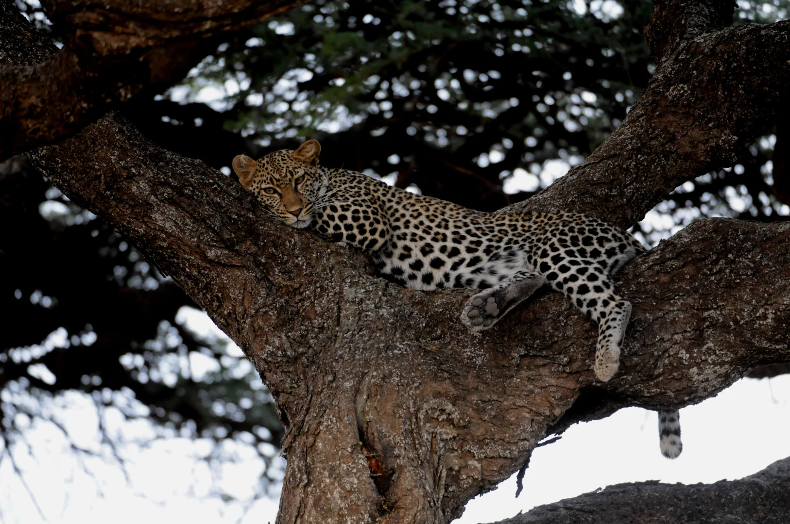 Tanzania Safari: The Complete Guide to African Safari Tours in Tanzania