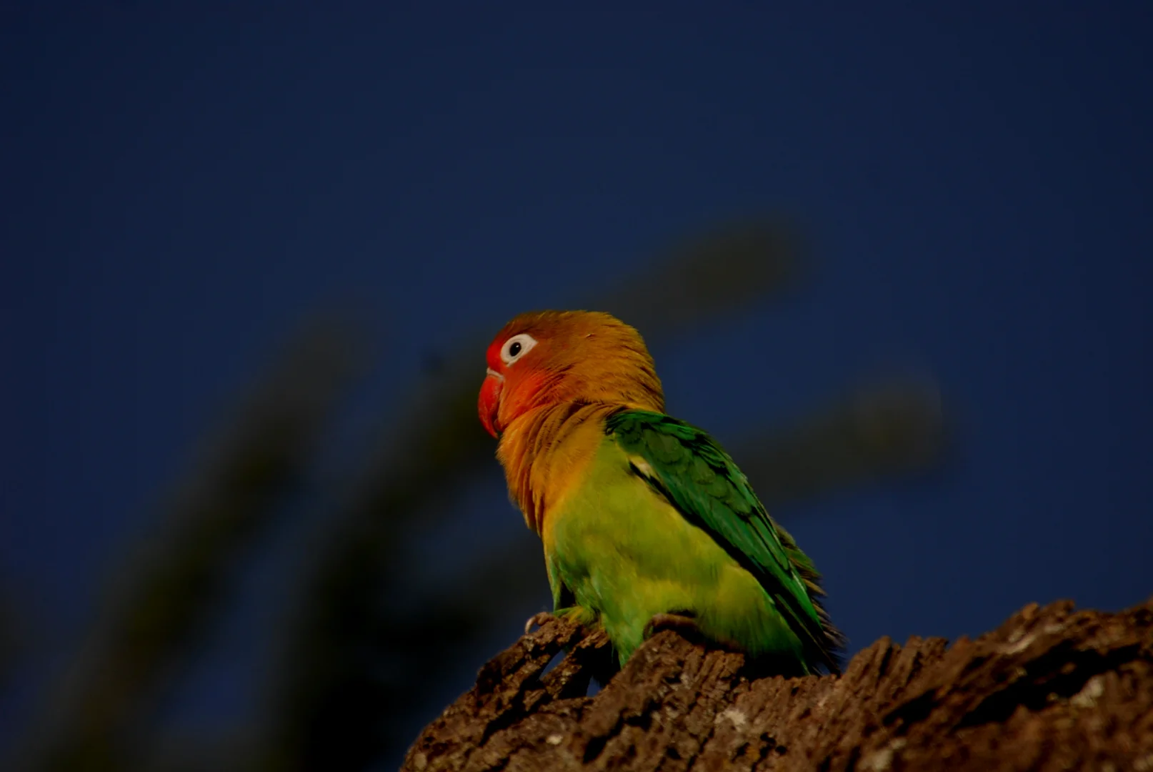 Ngorongoro Conservation Area 2026: Wildlife, Maasai Culture & Olduvai Gorge