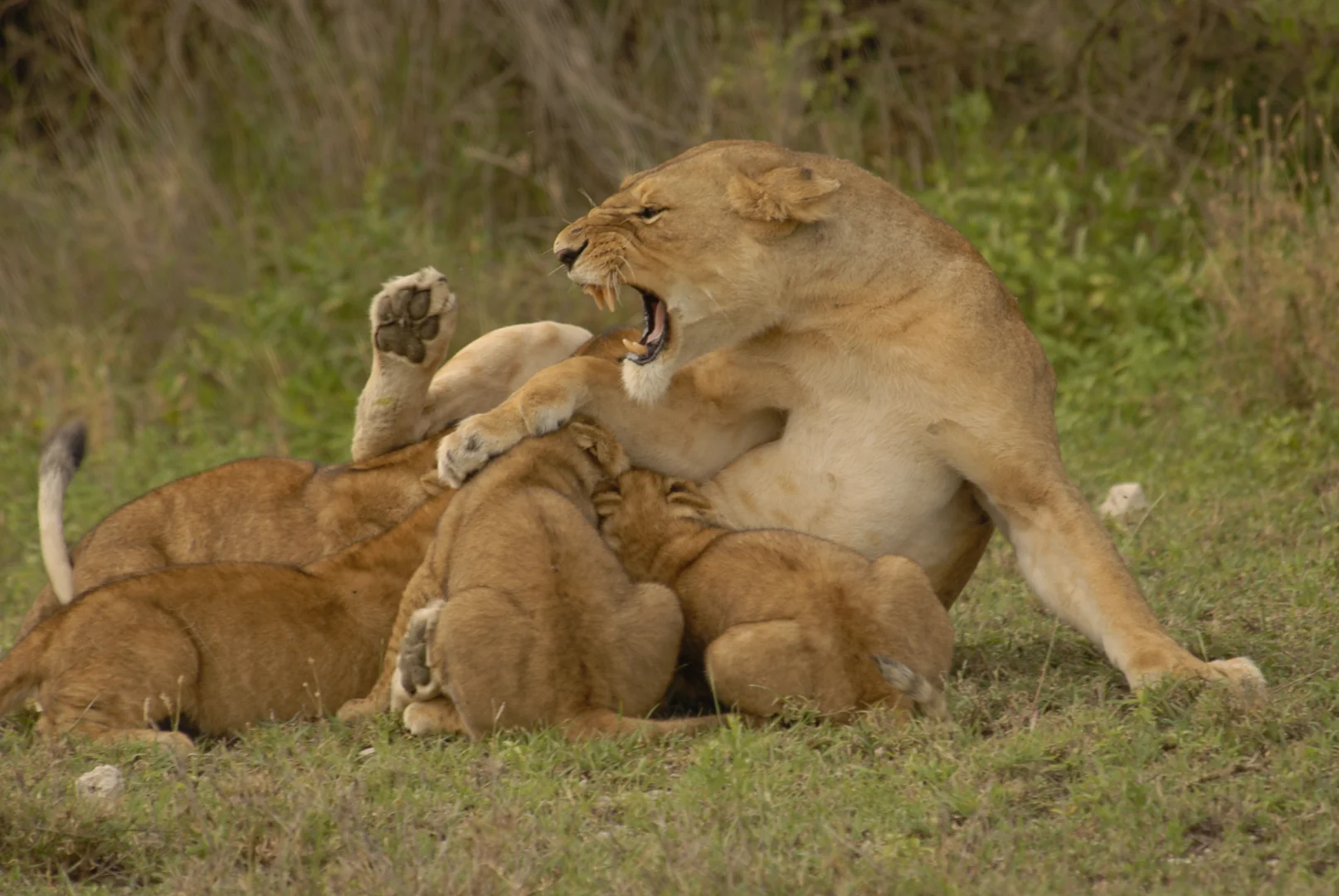 Ngorongoro Crater 2026: Complete Guide to Africa's Eighth Wonder