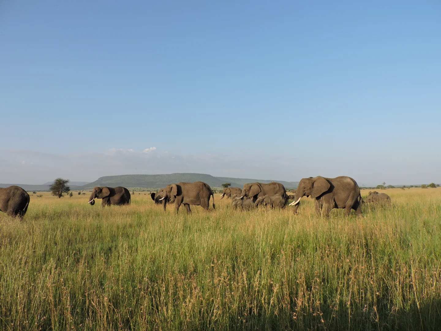 Tanzania's Serengeti National Park: The Crown Jewel of East Africa