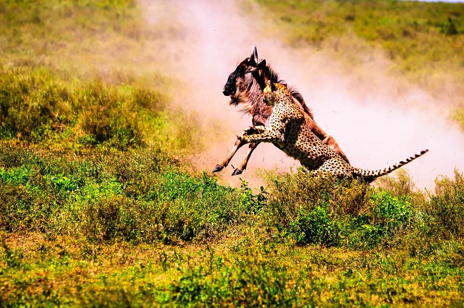 Safaris Tanzania 2026: Complete Guide to Tanzania's Best Wildlife Experiences