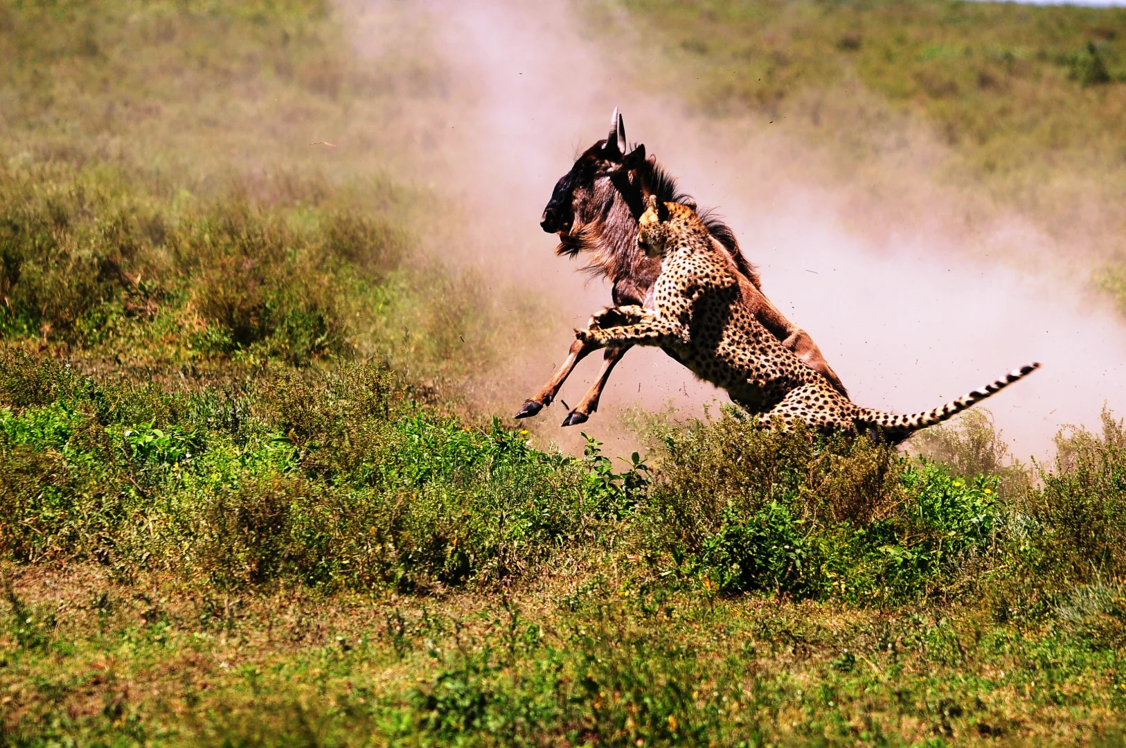 Serengeti National Park 2026: Complete Guide to Africa's Greatest Wildlife Sanctuary
