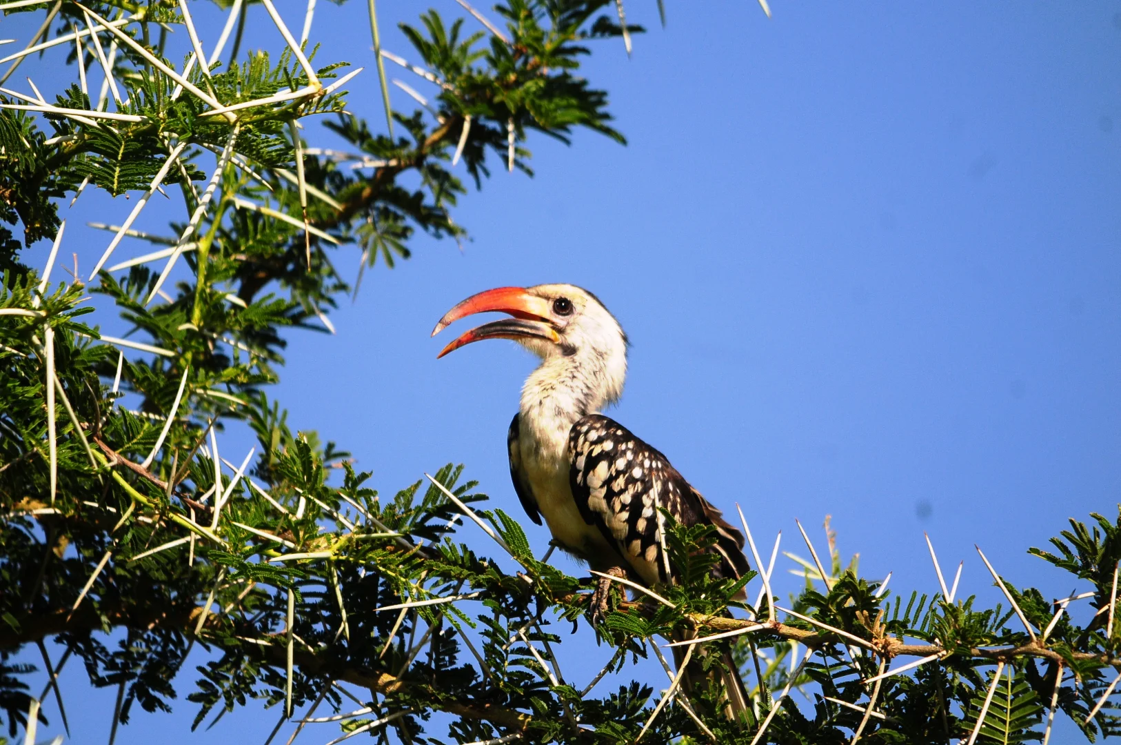 Tanzania Safari Camping 2026: Tented Camps, Mobile Safaris & Budget Options