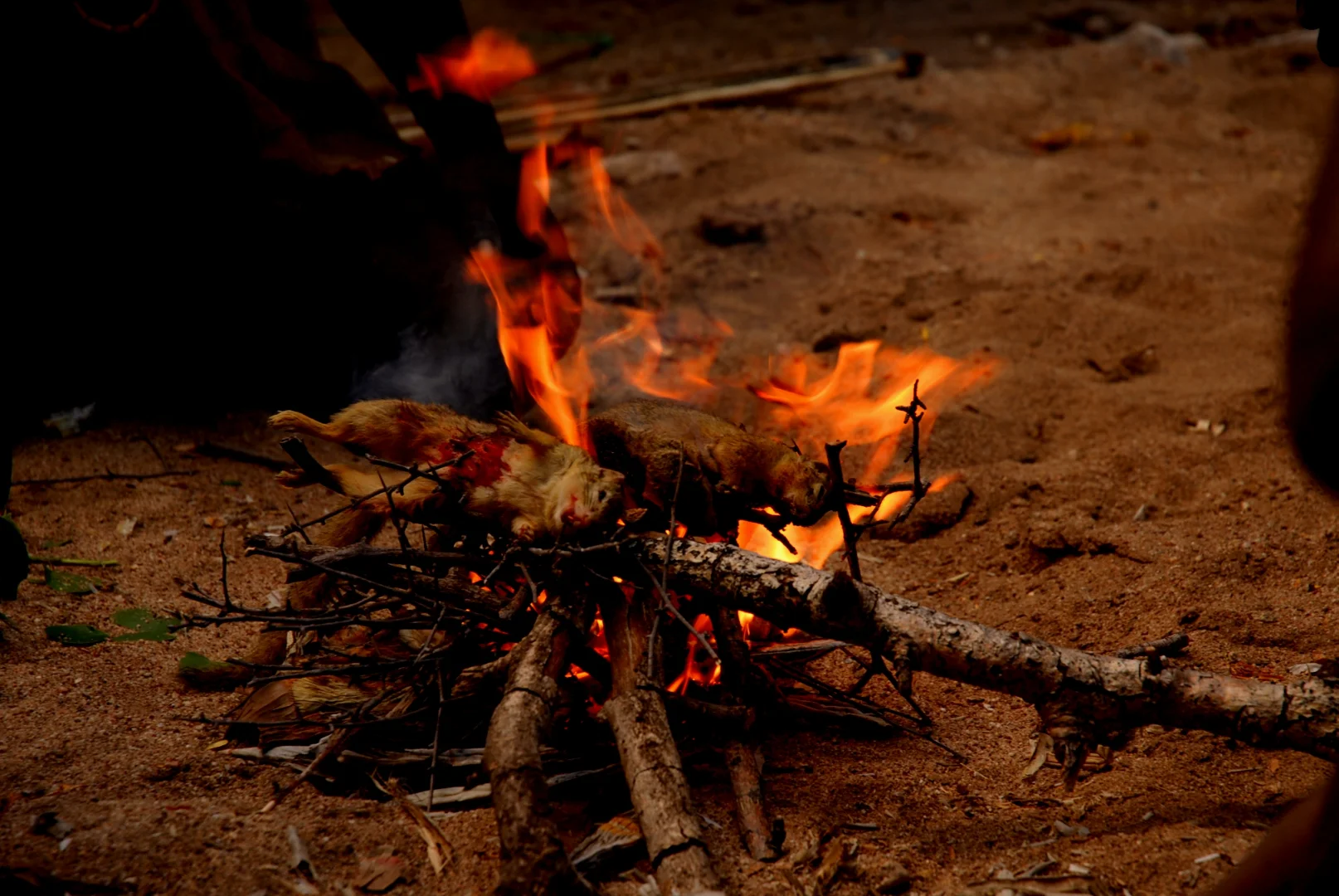 Luxury Safari Tanzania: Premium Wildlife Experiences from $9,950