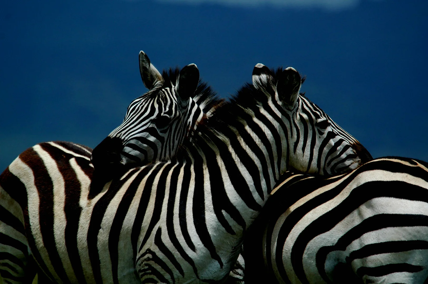 Tarangire Safari Lodges 2026: 12 Best Camps & Lodges Reviewed