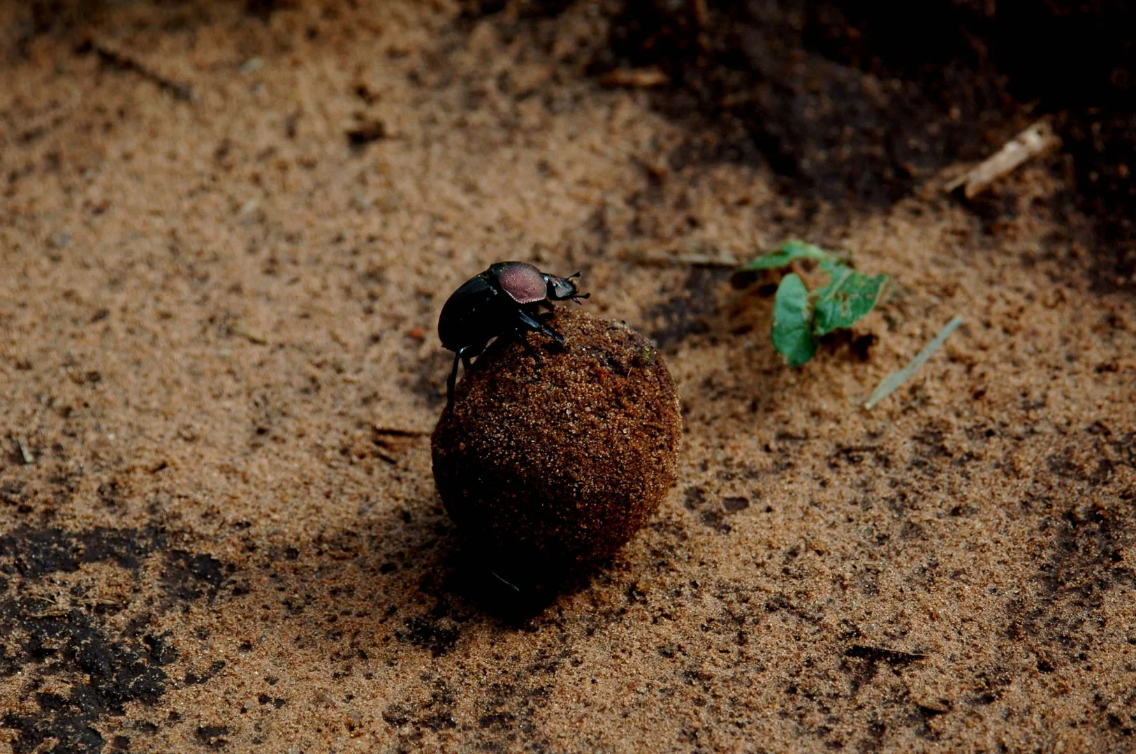 Luxury Tanzania Safari 2026: Exclusive Lodges & $600+/Day Experiences