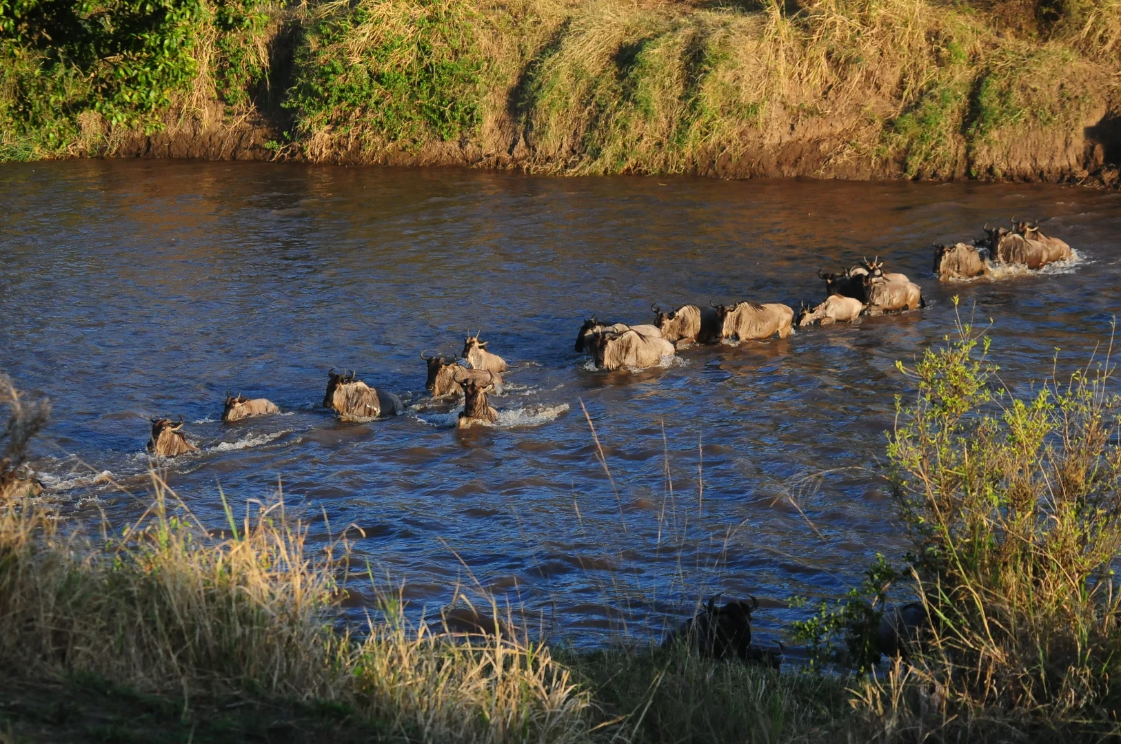 African Safari in Tanzania 2026: Your Ultimate Wildlife Adventure Guide
