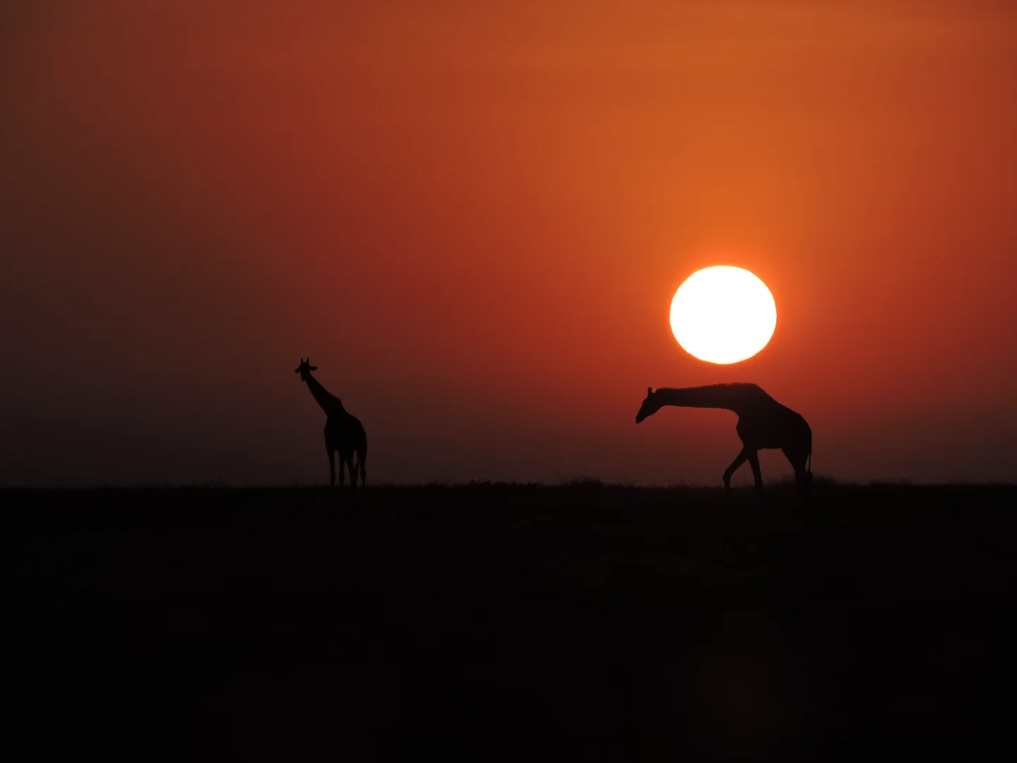 Tanzania and Safari: Why This East African Nation Defines the Safari Experience