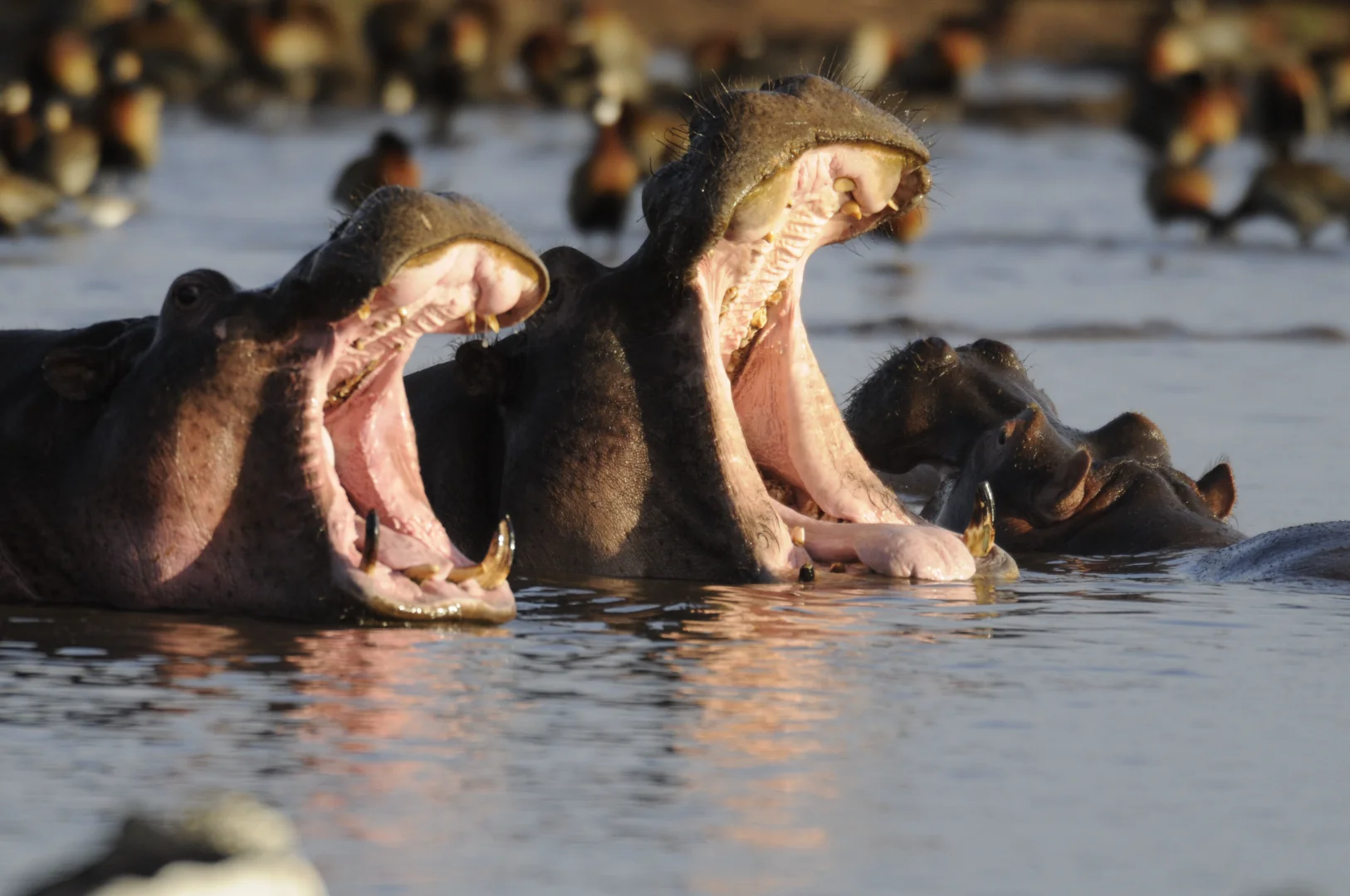 African Safari Guide: Countries, Costs, Best Times & Expert Tips for 2026