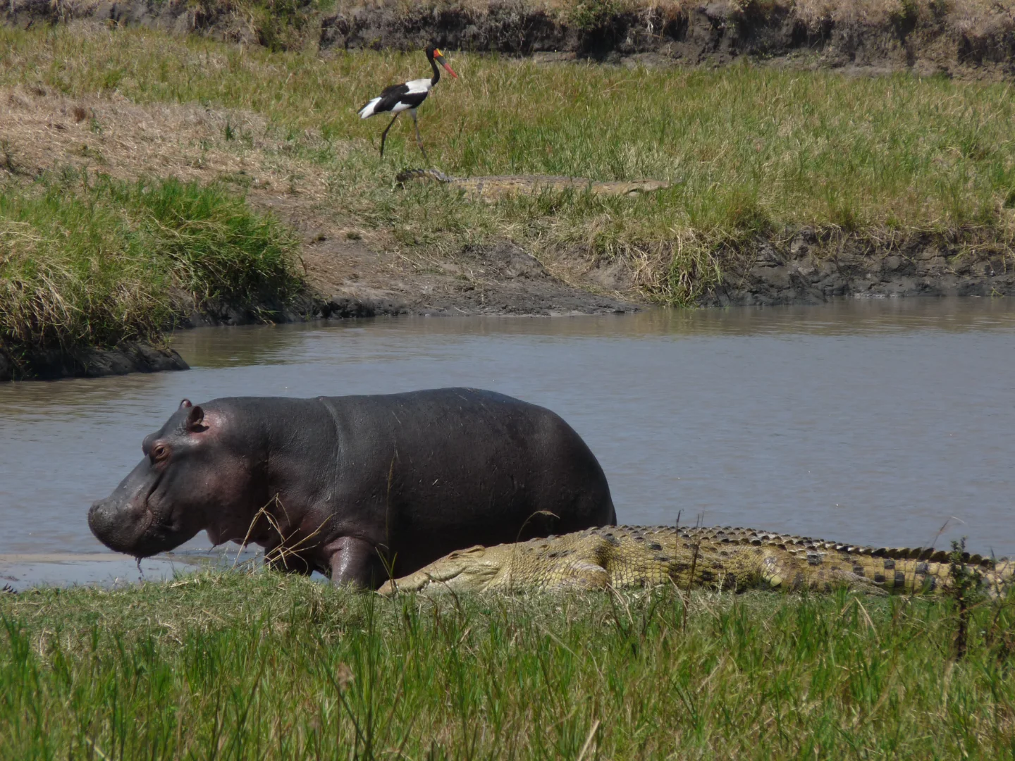 Tanzania or Kenya Safari: Which Country Should You Choose in 2026?