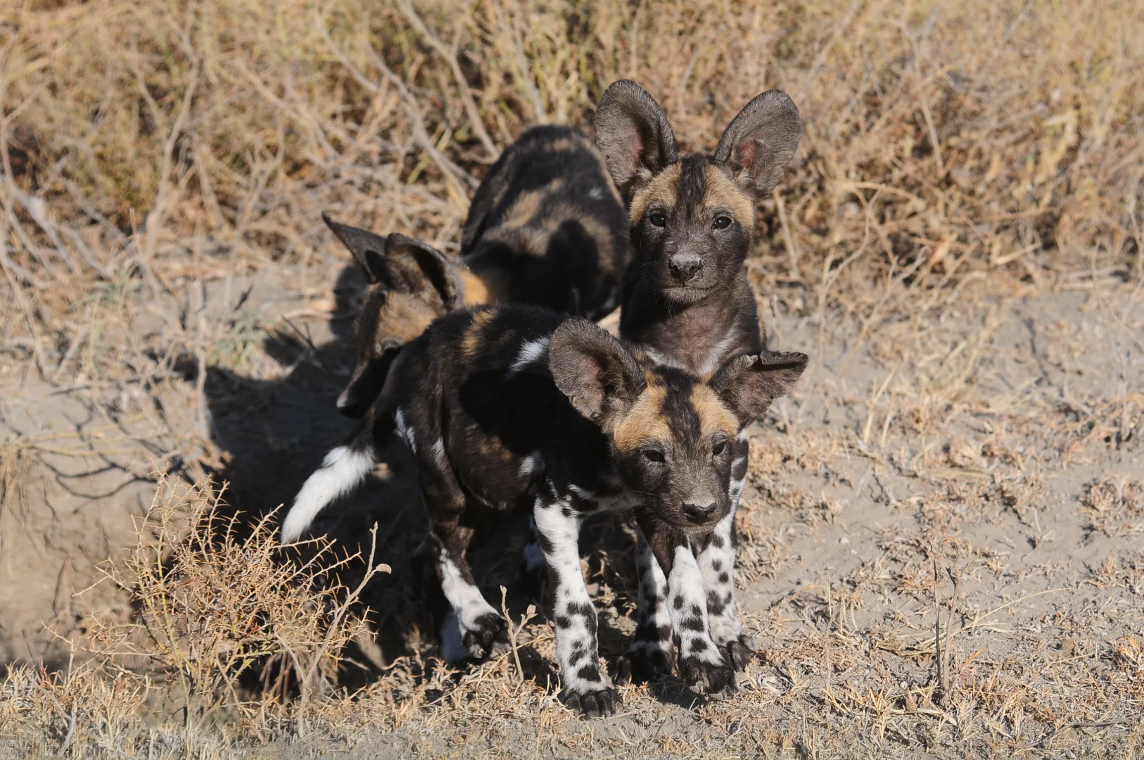Safari vs Zoo: Why Wild Africa Is a Completely Different Experience
