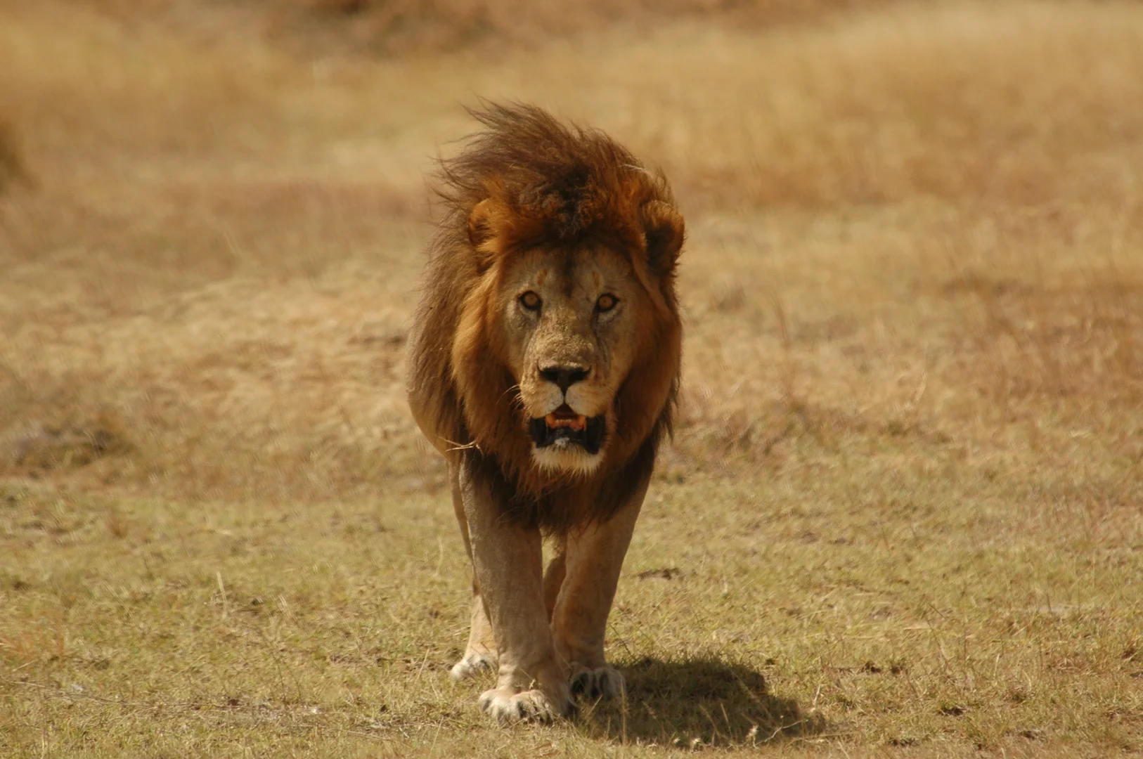 What to Expect on Your First Tanzania Safari: Day-by-Day Guide