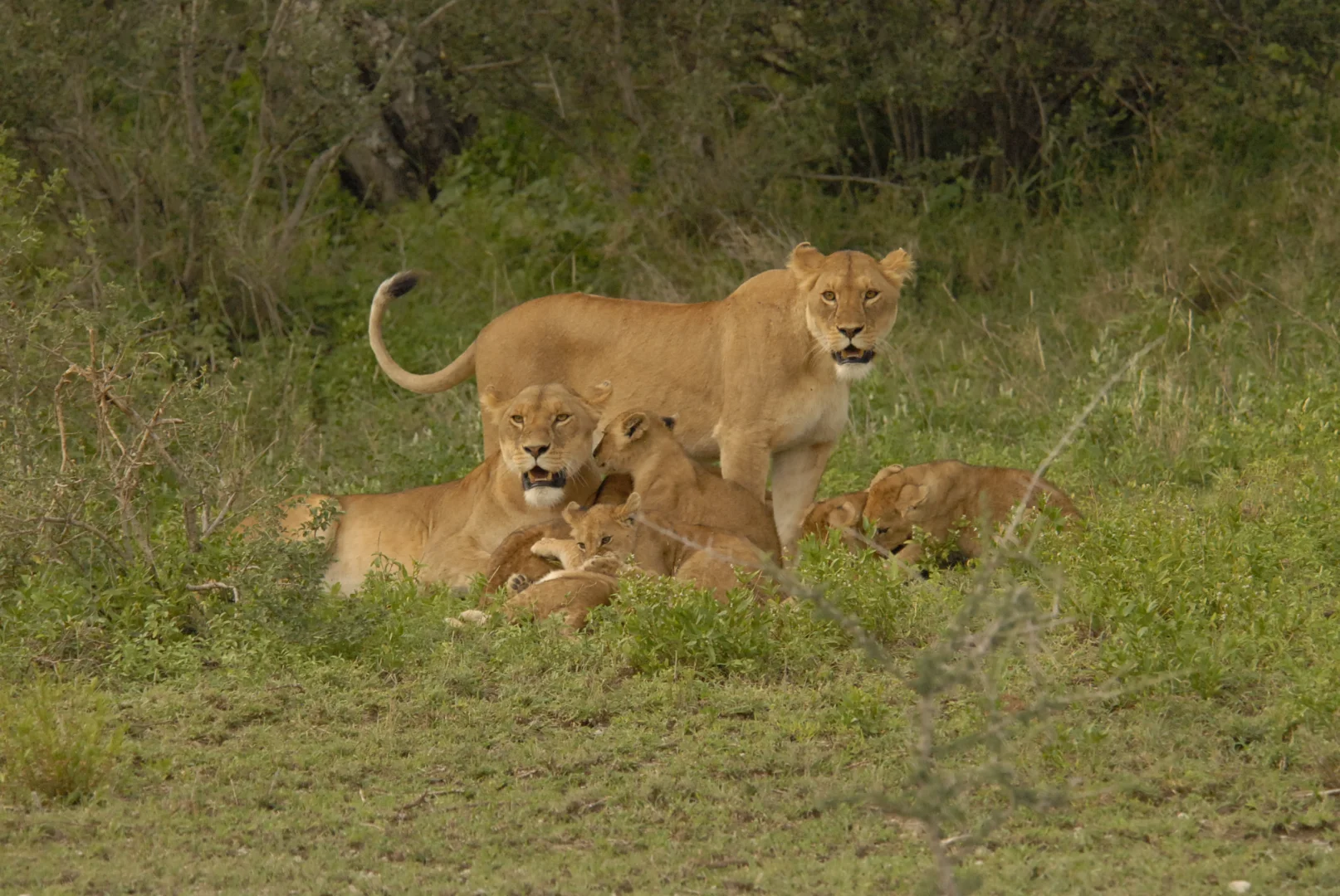 Wildlife Photography Safari Tanzania 2026: Pro Tips & Best Locations