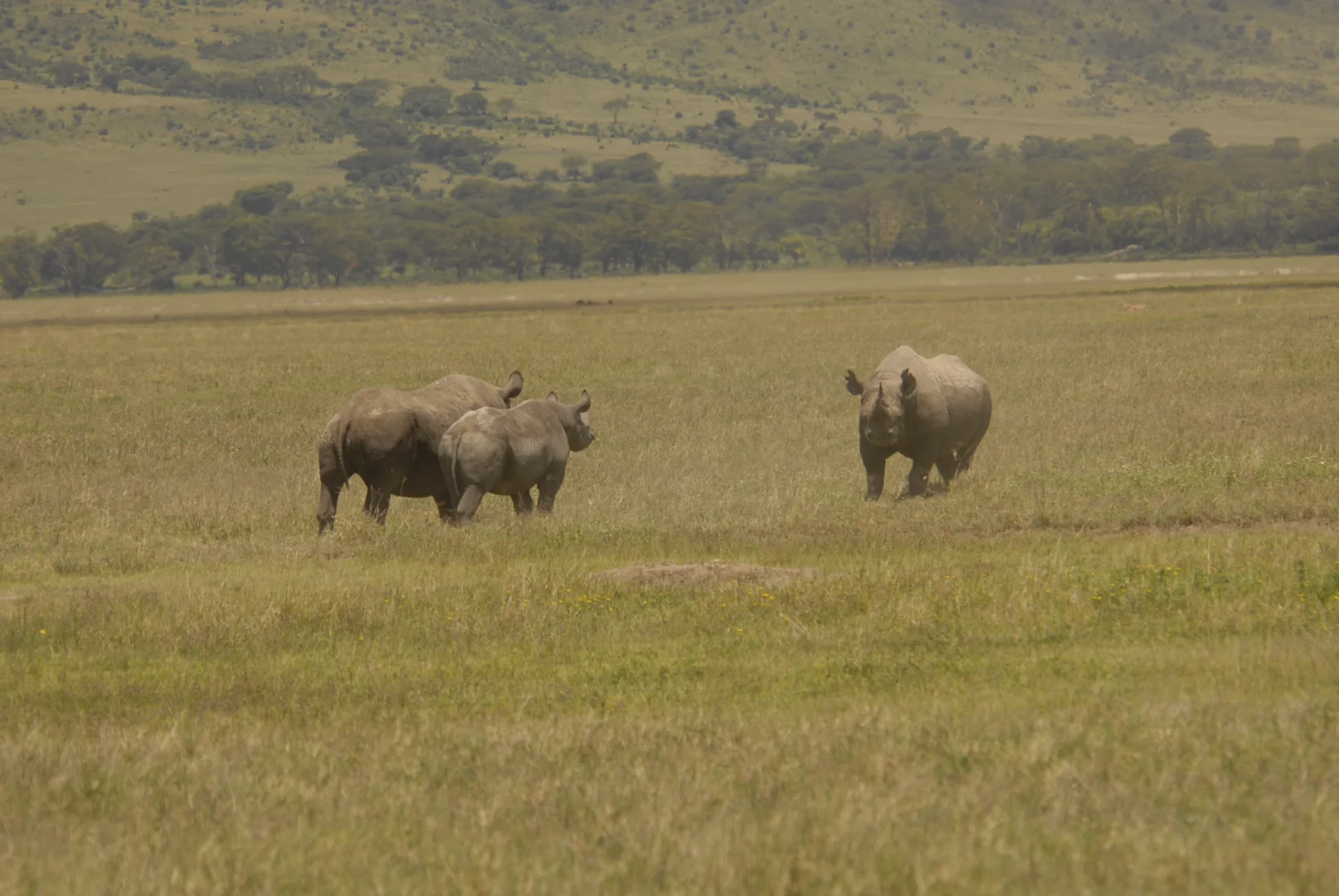 Honeymoon Safari Tanzania 2026: Romantic Luxury Guide