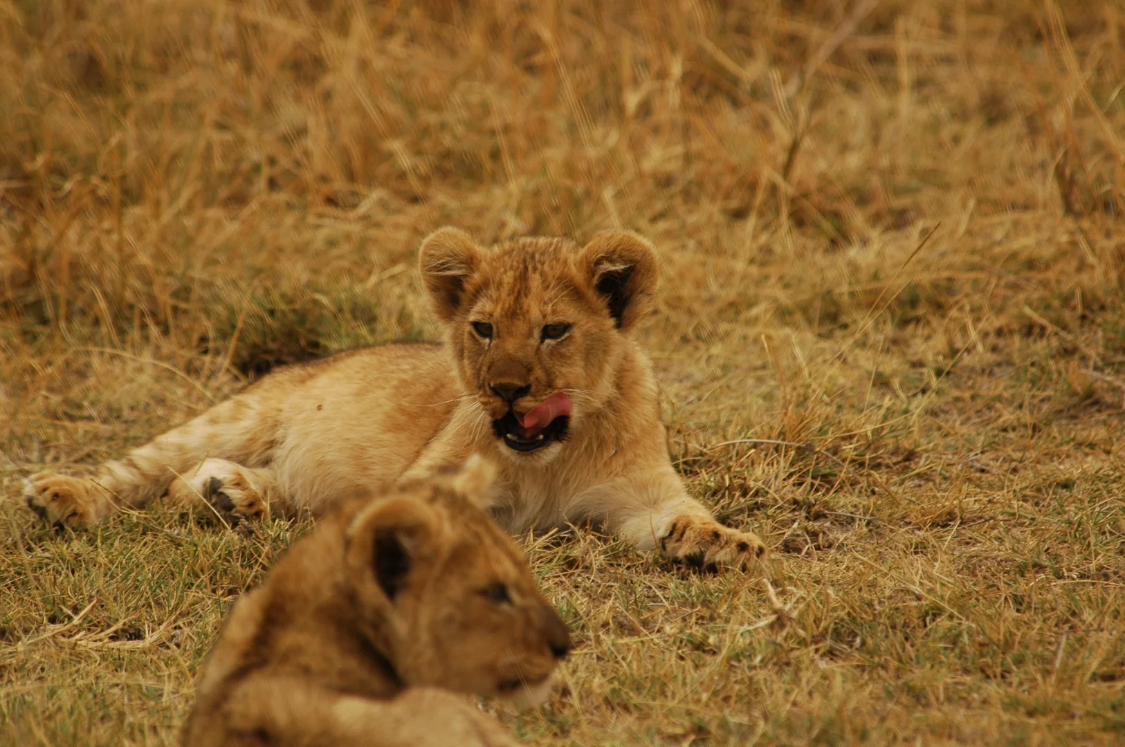 Ngorongoro Crater Safari 2026: Complete Visitor Guide