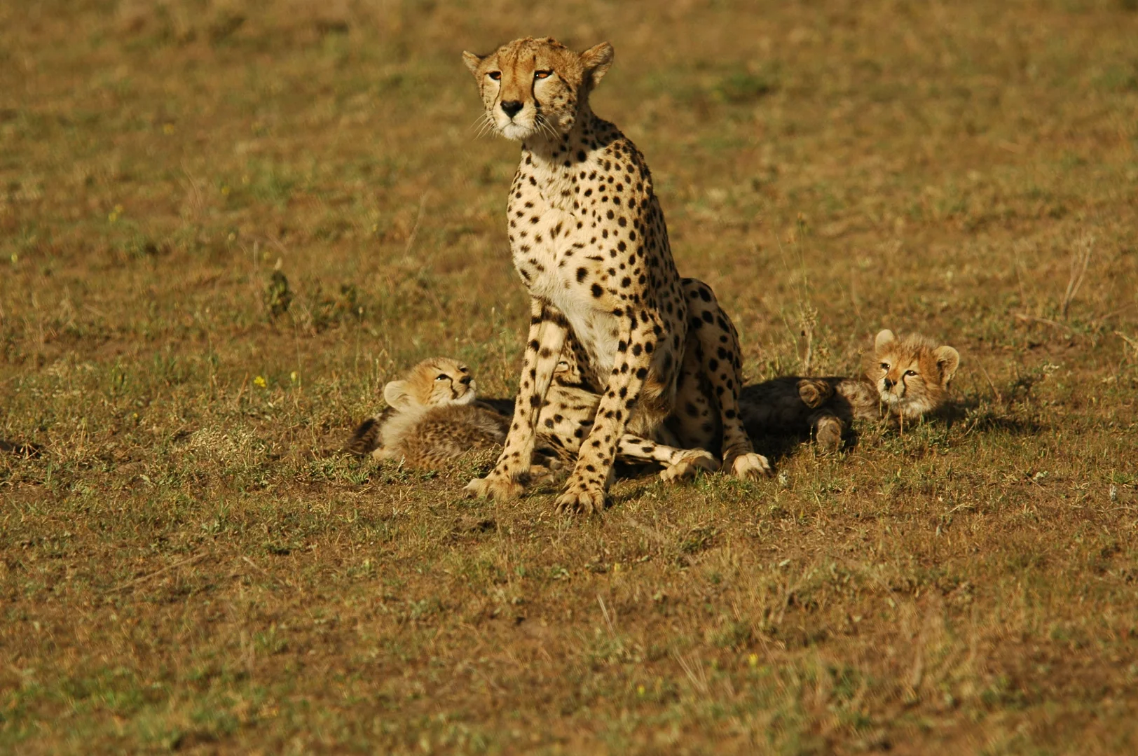 Luxury Tanzania Safari Guide: $1,000+ Per Day Experience