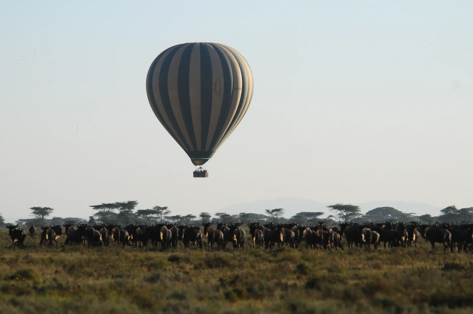 Kenya vs Tanzania Safari: Which Country Should You Choose?