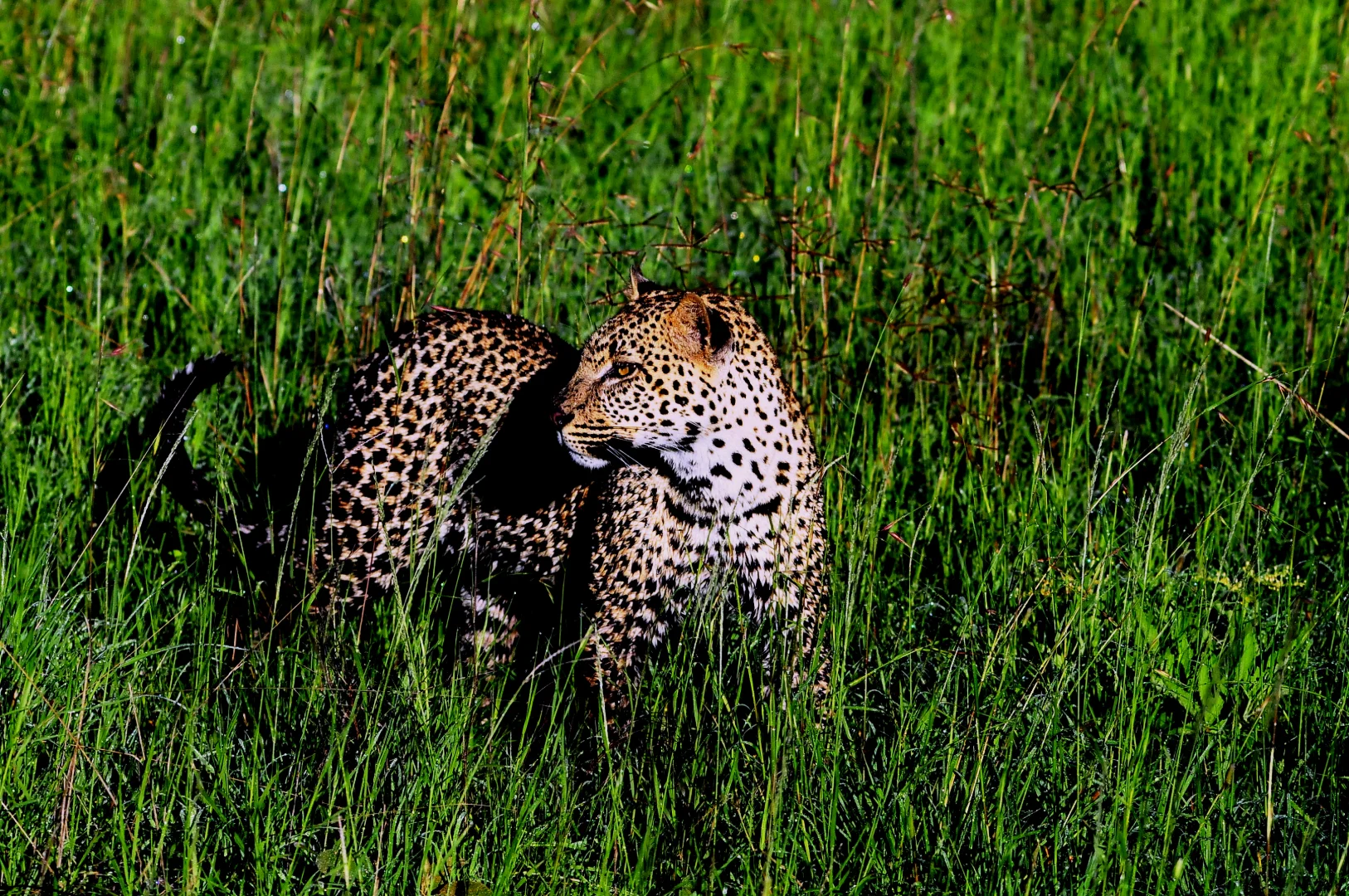 Top 10 Tanzania Safari Companies 2026: Honest Reviews