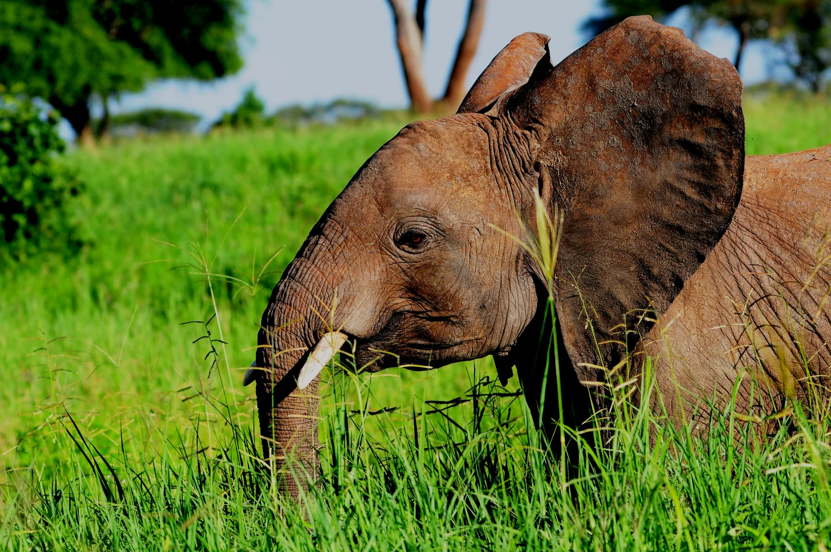 How to Choose the Best Tanzania Safari for You