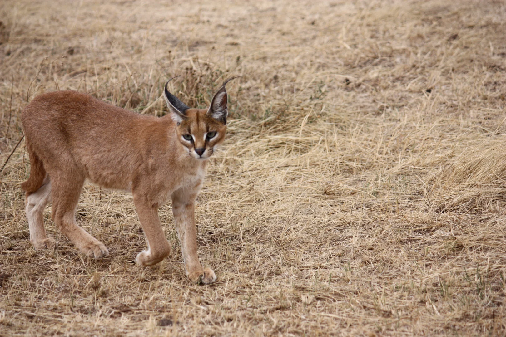 Tanzania Safari Calendar 2026: Choose Your Perfect Month