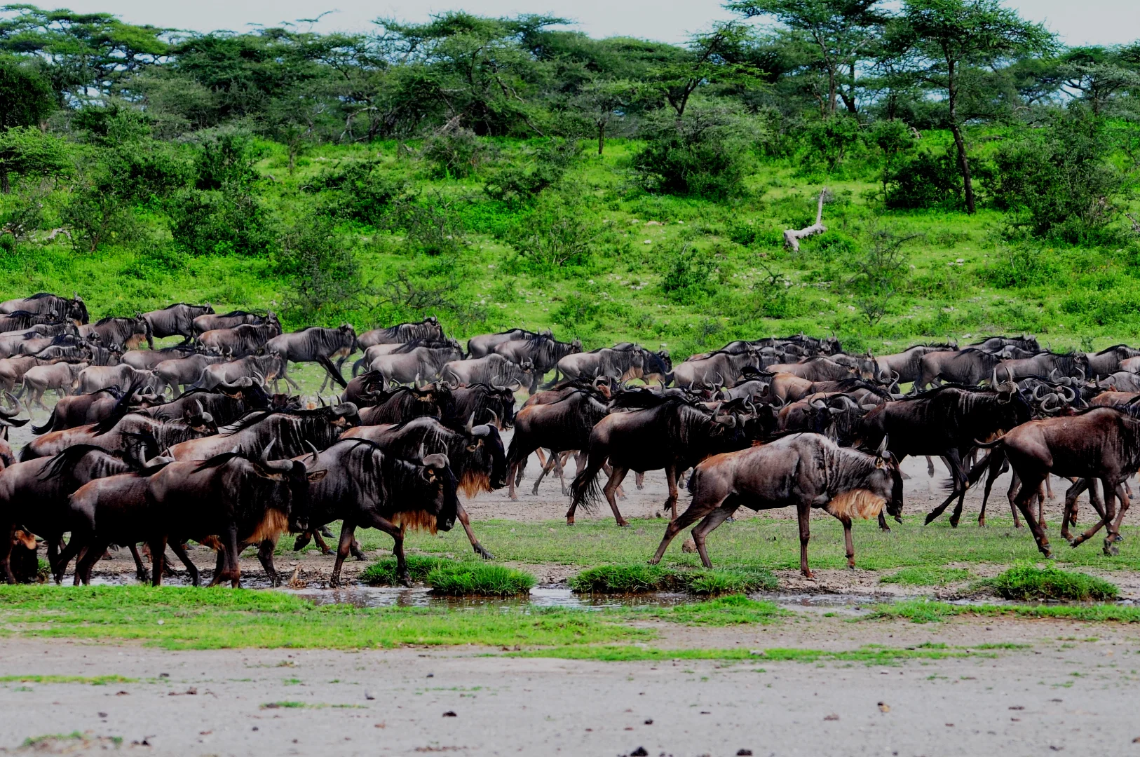 Best Month for Tanzania Safari: Expert Analysis for 2026