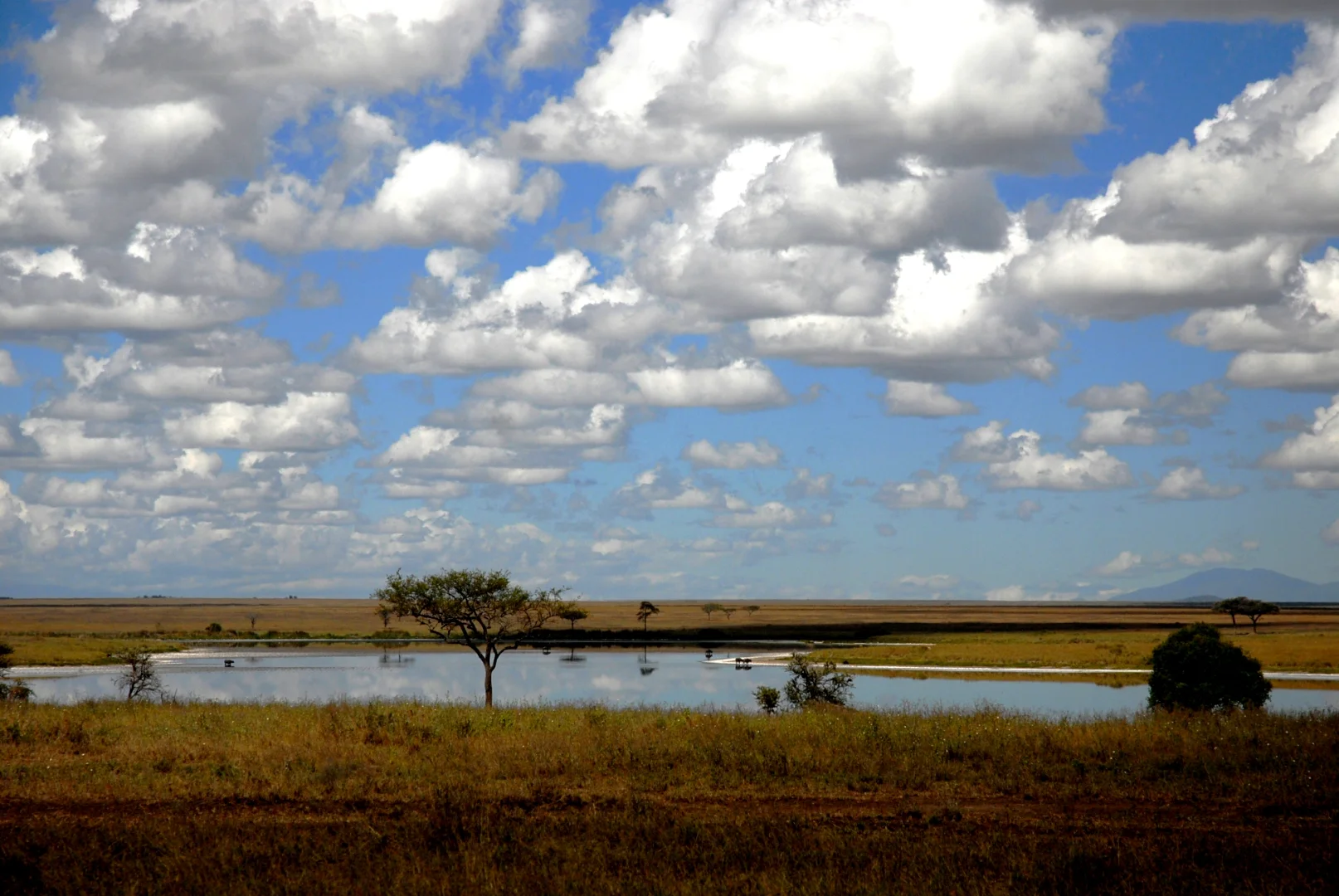 Kruger vs Serengeti: Which Safari Is Right for You?