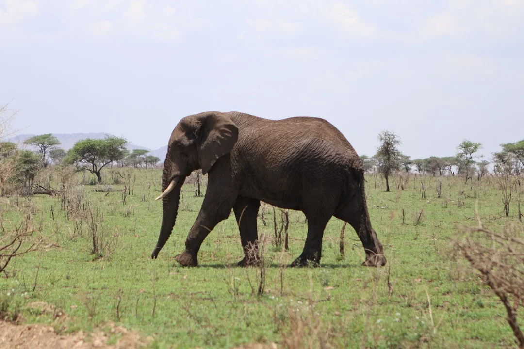 Amboseli National Park