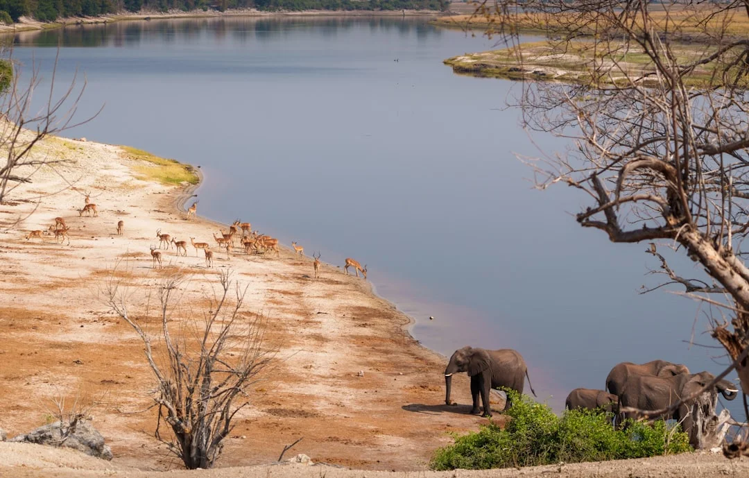 Amboseli National Park gallery 1