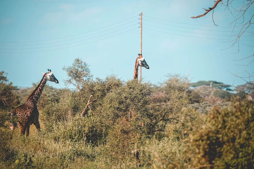 Arusha National Park