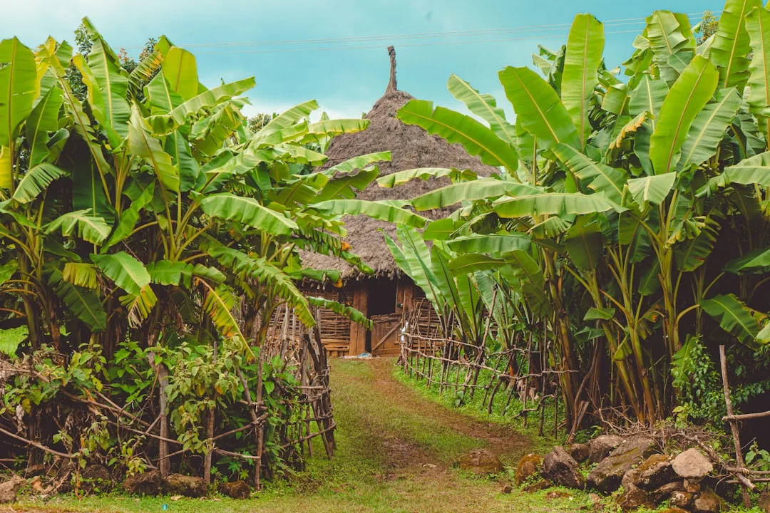 Central Kenya Highlands gallery 4
