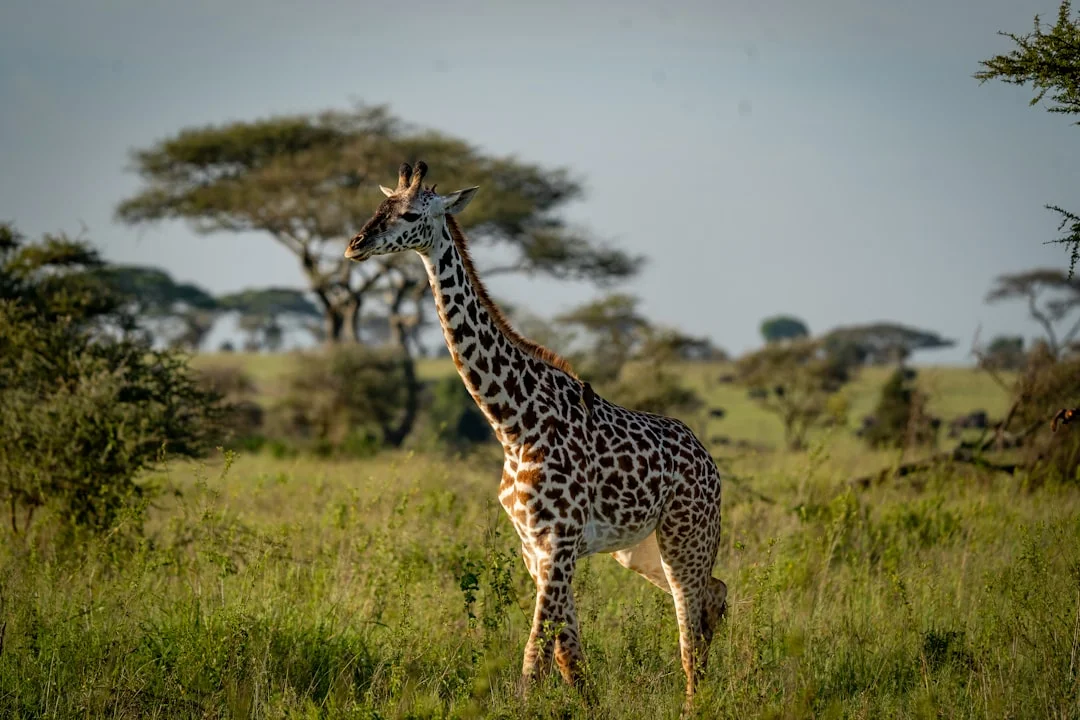 Central Serengeti gallery 1