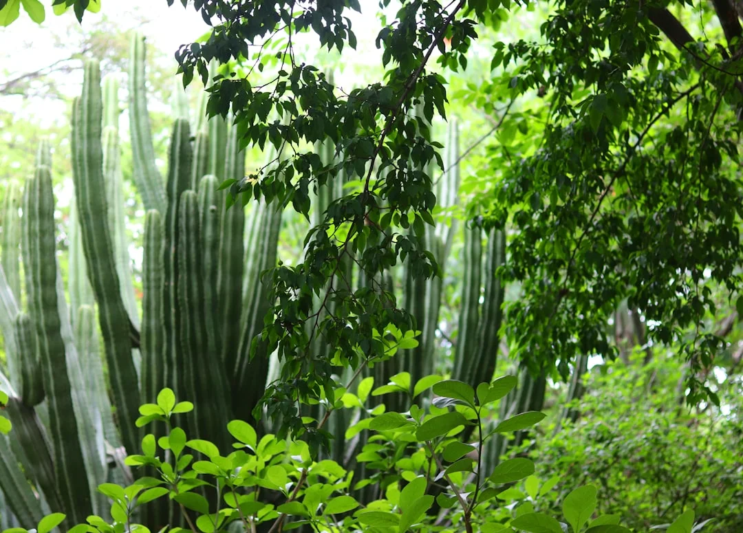 Jozani Forest gallery 3