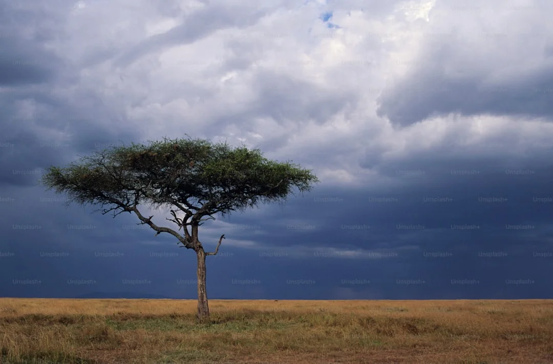 Katavi National Park gallery 1