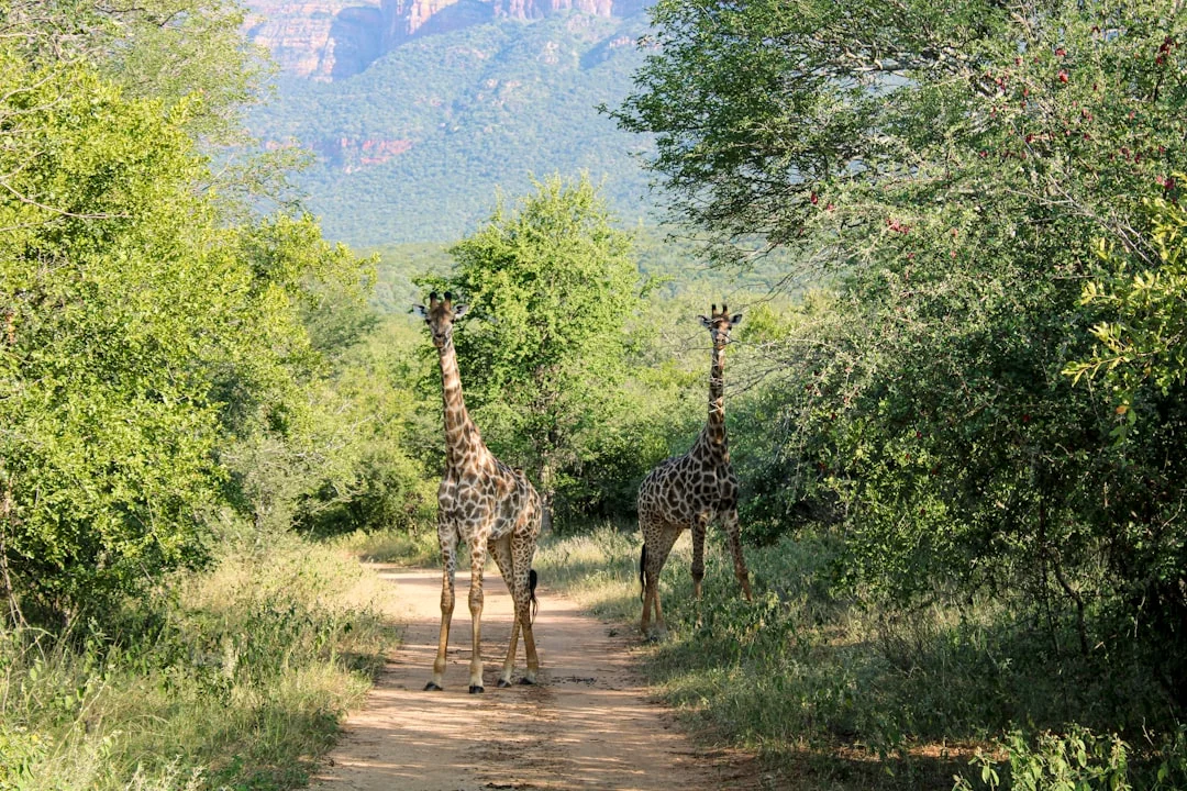 Kibale Forest National Park gallery 2